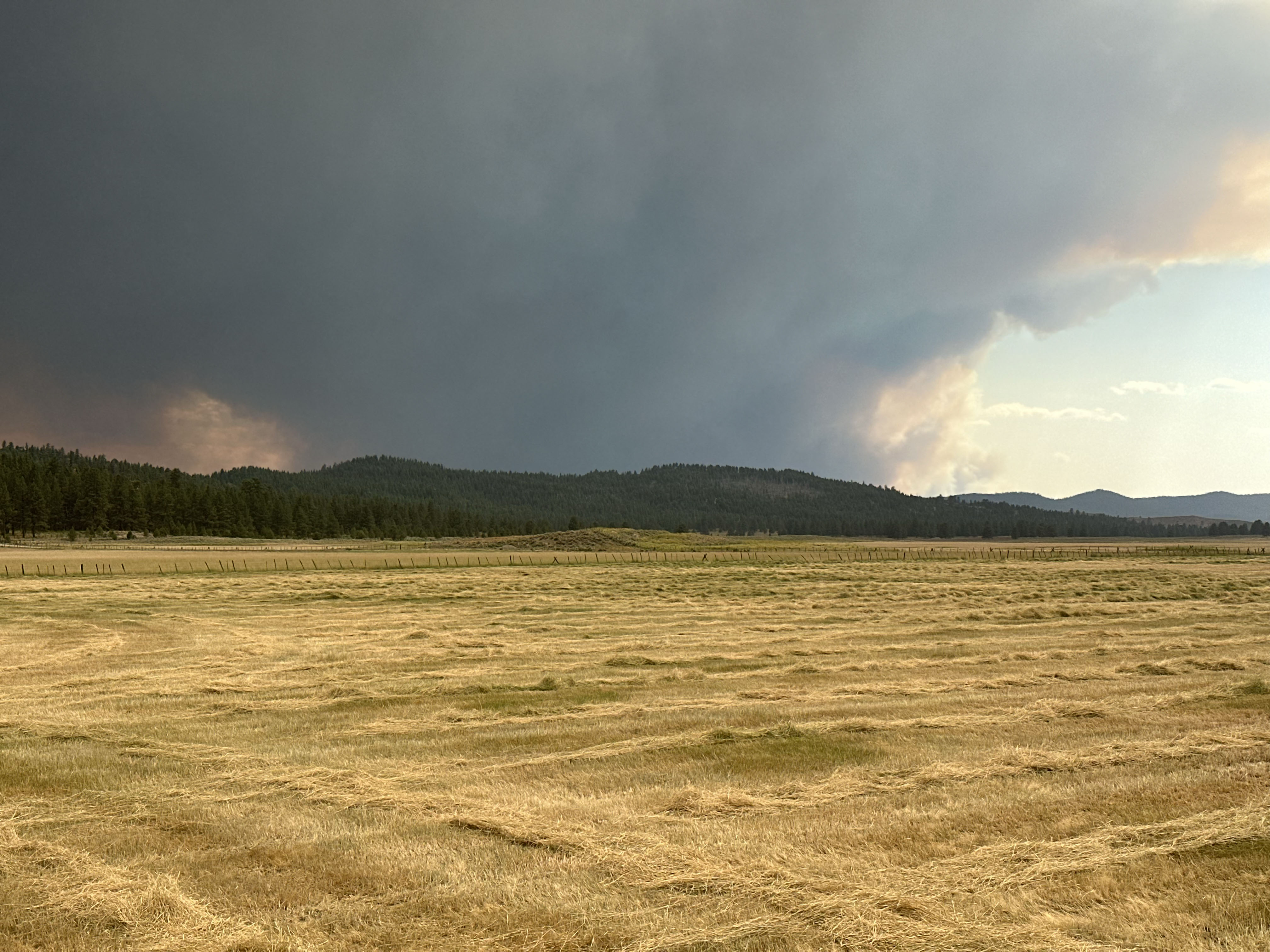 A field of wild meadow grass hay still needs to be baled. In the distance is the Falls Fire, looking southwest from Seneca, Oregon, on July 13.