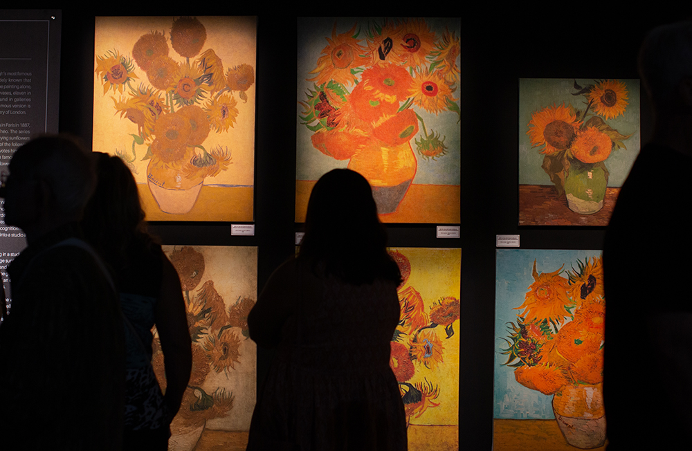 A visitor looks at sunflower paintings by Vincent Van Gogh at "Van Gogh: The Immersive Experience" on July 29 in Spokane. (Credit: Rachel Sun / NWPB)