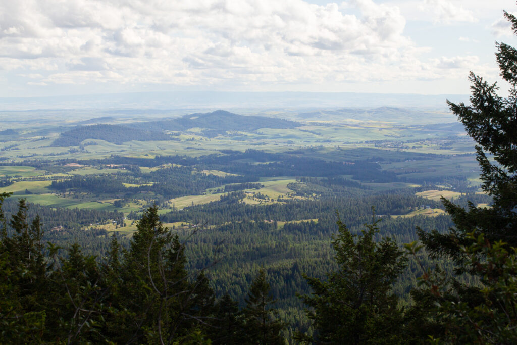 A view from the lookout at East Moscow Mountain. There is a vast expanse of green trees and hills.