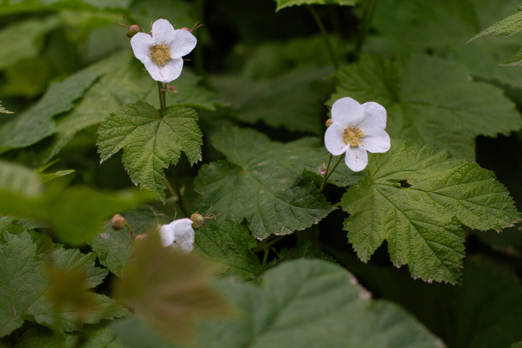 White flower blossoms poke out from a plant.