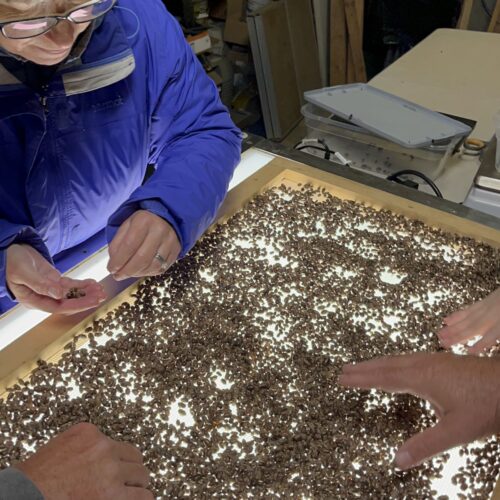 Workers at Rent Mason Bees sort through bee cocoons on a light table that allows them to see through the cocoon. (Credit: Lauren Gallup / NWPB)